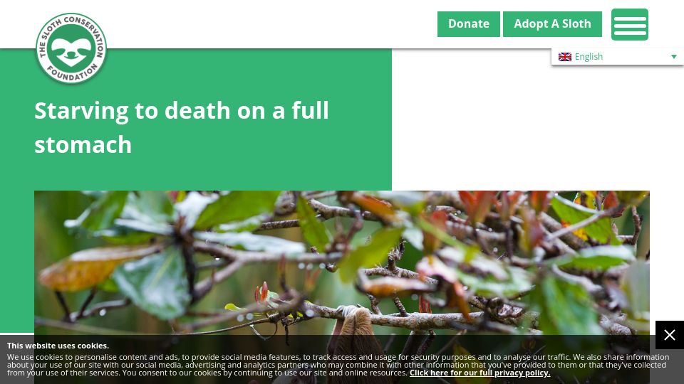 Screenshot of slothconservation.org: Starving to Death on a Full Stomach