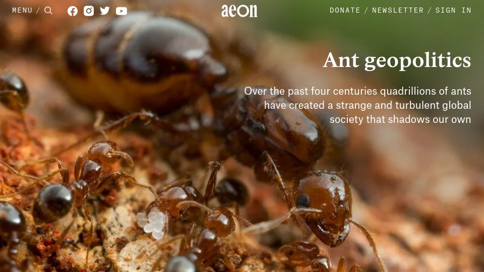 Screenshot of aeon.co: Ant Geopolitics