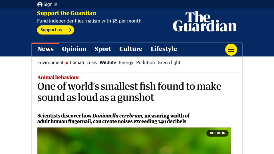 Screenshot of theguardian.com: One of world’s smallest fish found to make sound as loud as a gunshot