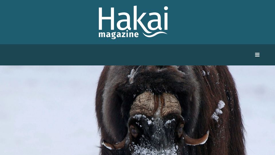 Screenshot of hakaimagazine.com: In Nome, where the muskoxen roam controversially