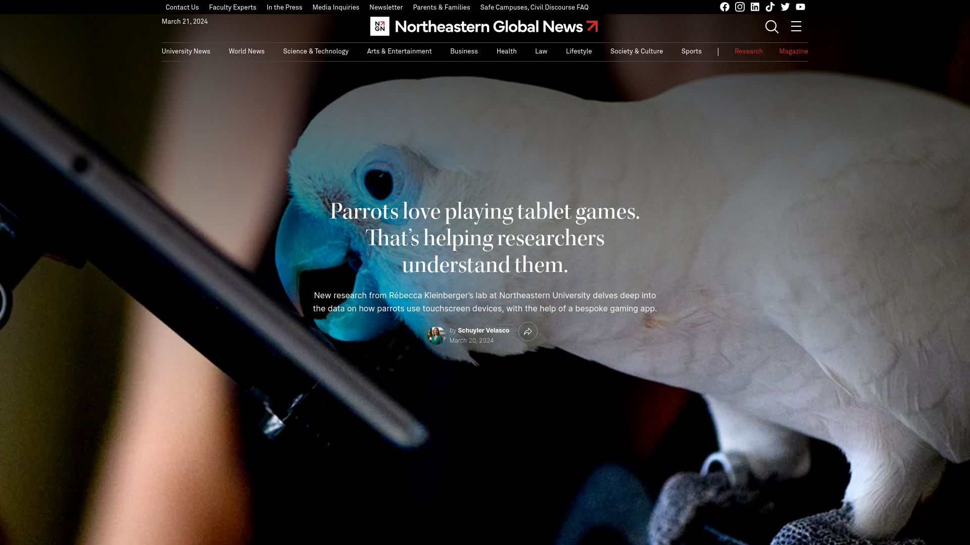 Screenshot of news.northeastern.edu: Parrots love playing tablet games. That's helping researchers understand them