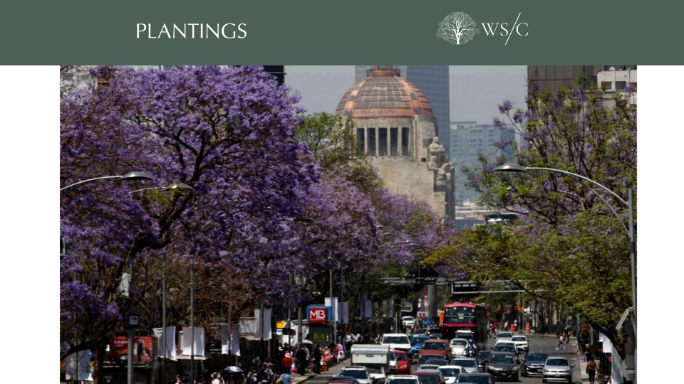 Screenshot of worldsensorium.com: The Enchanting Blossom Explosion of Jacaranda Trees in Mexico City