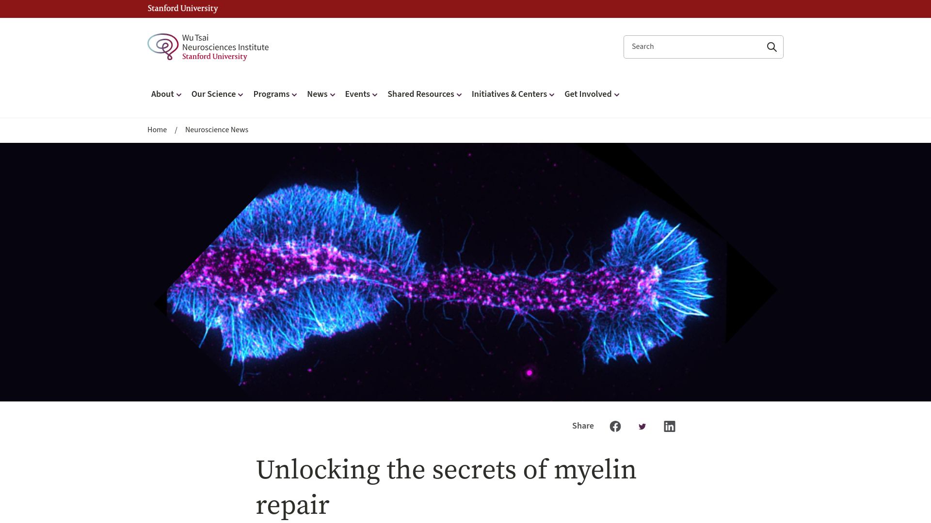 Screenshot of neuroscience.stanford.edu: Unlocking the secrets of myelin repair