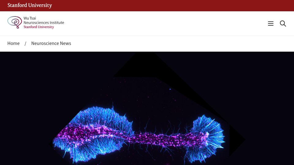 Screenshot of neuroscience.stanford.edu: Unlocking the secrets of myelin repair