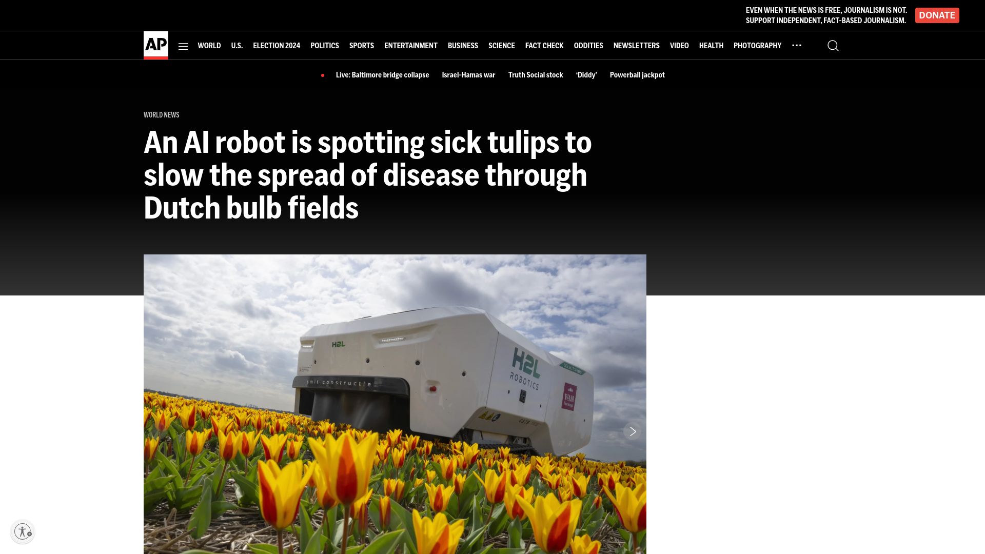Screenshot of apnews.com: An AI robot is spotting sick tulips to slow disease through Dutch bulb fields