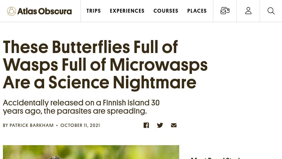 Screenshot of atlasobscura.com: Butterflies Full of Wasps Full of Microwasps Are a Science Nightmare (2021)