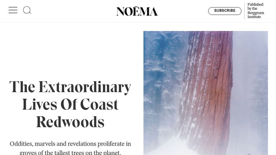 Screenshot of noemamag.com: The extraordinary lives of coast redwoods