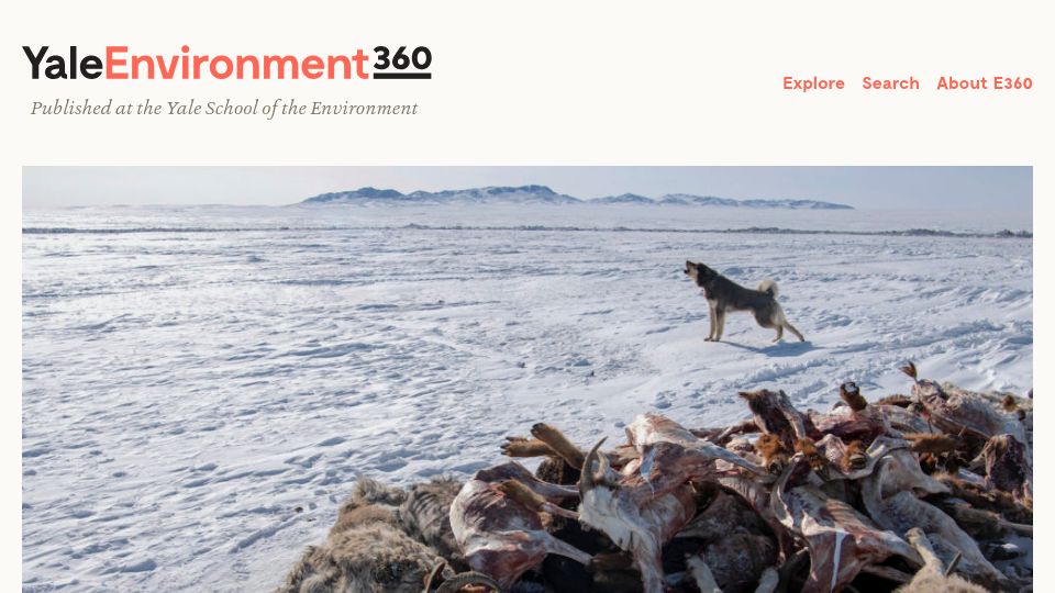 Screenshot of e360.yale.edu: In Mongolia, a killer winter is ravaging herds and a way of life