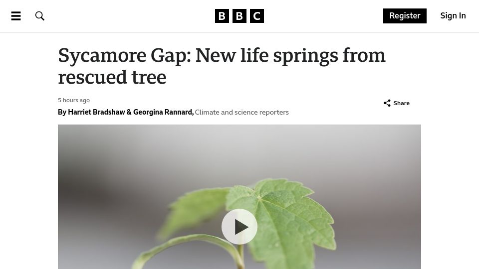 Screenshot of bbc.com: Sycamore Gap: New life springs from rescued tree