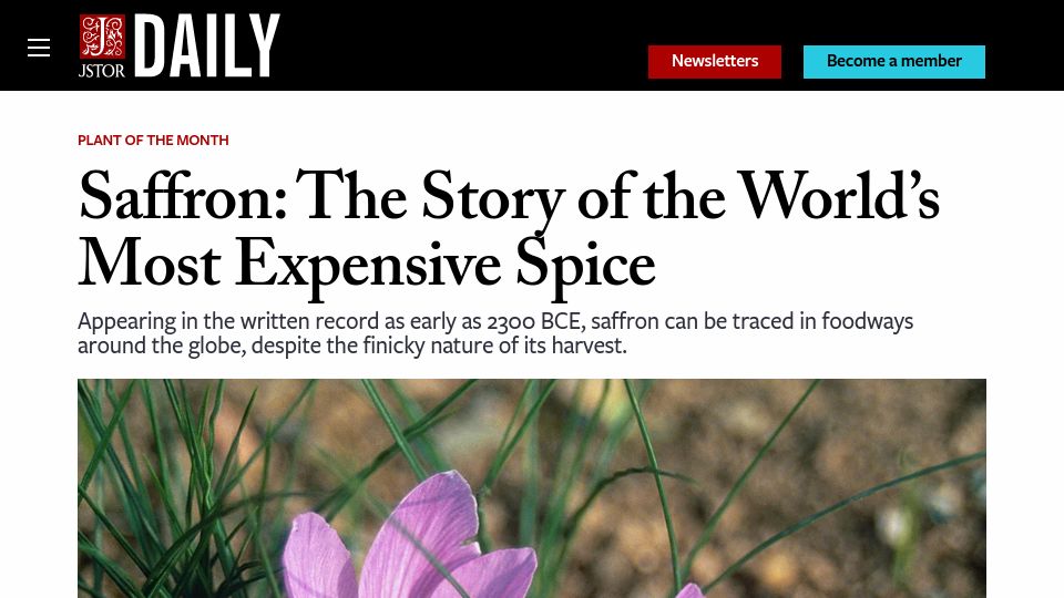 Screenshot of daily.jstor.org: Saffron: The Most Expensive Spice
