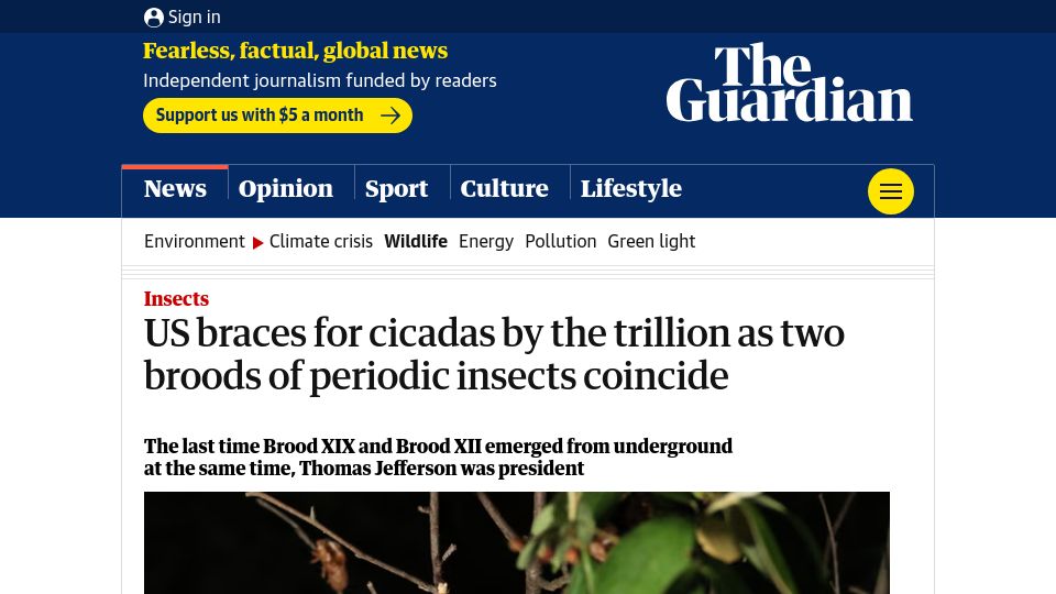 Screenshot of theguardian.com: US braces for cicadas by the trillion as two broods of periodic insects coincide