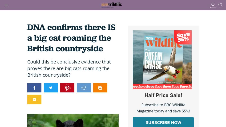 Screenshot of discoverwildlife.com: DNA confirms there IS a big cat roaming the British countryside