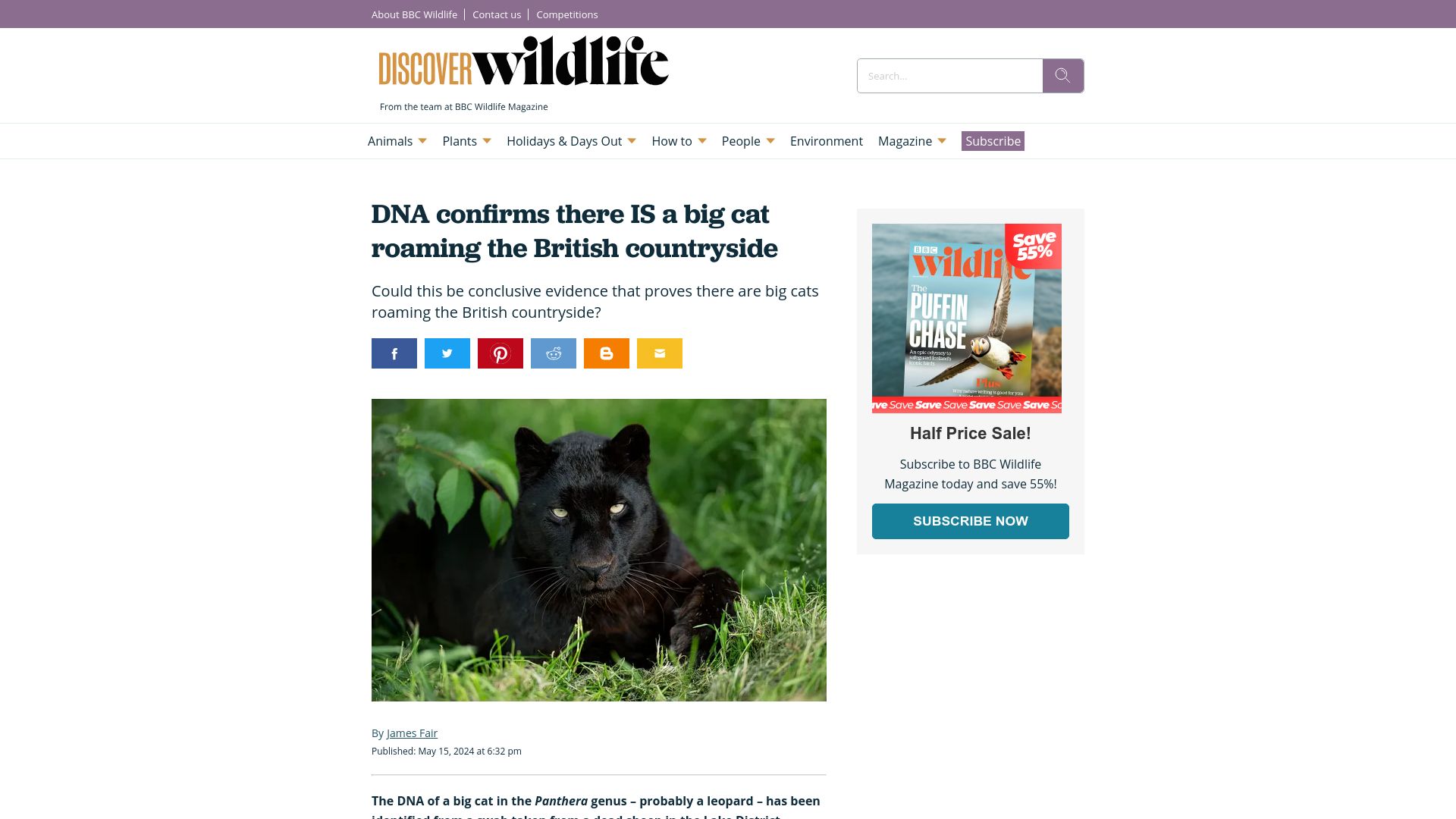 Screenshot of discoverwildlife.com: DNA confirms there IS a big cat roaming the British countryside