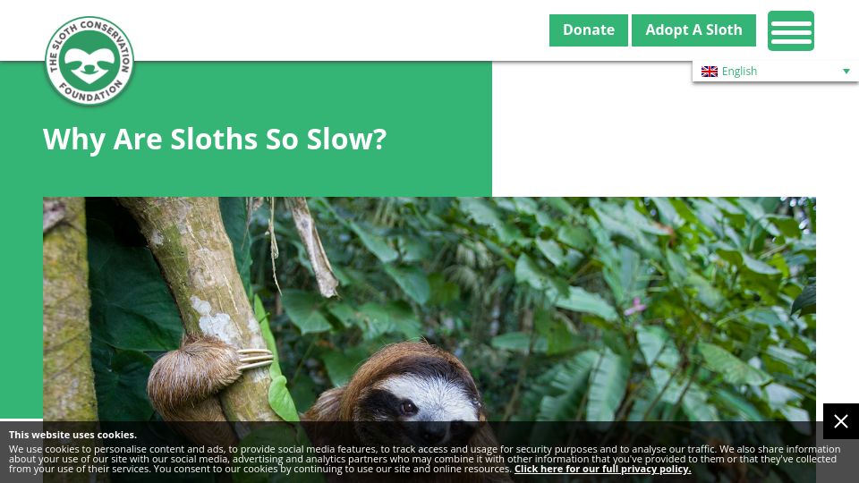 Screenshot of slothconservation.org: Why Are Sloths So Slow?