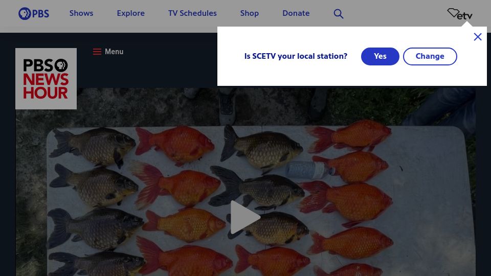 Screenshot of pbs.org: Feral goldfish are threatening the Great Lakes ecosystem [video]