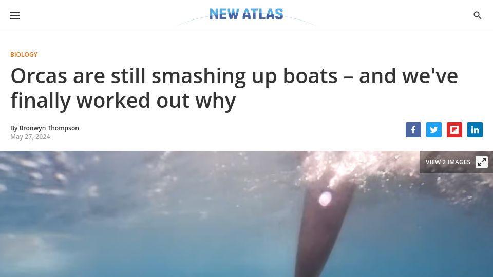 Screenshot of newatlas.com: Free time, curiosity and playfulness has led to young orcas bumping boats