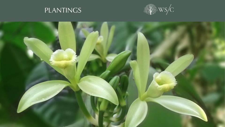 Screenshot of nautil.us: Edmond Albius's method of pollination is now used by all vanilla growers