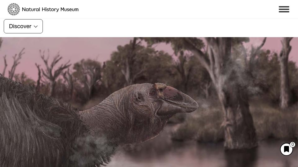 Screenshot of nhm.ac.uk: Face of ancient Australian 'giga-goose' revealed after fossil skull found