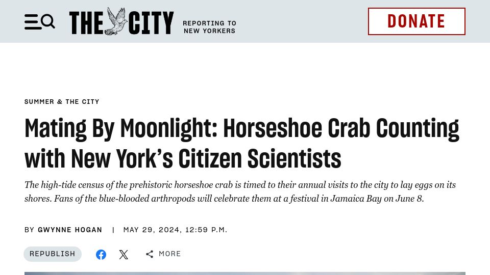 Screenshot of thecity.nyc: Horseshoe crab counting with New York’s citizen scientists