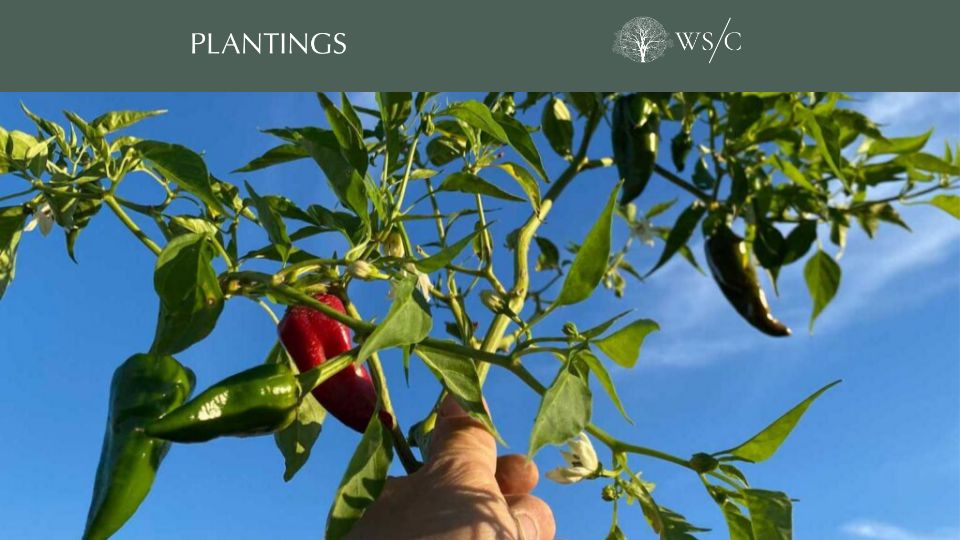 Screenshot of worldsensorium.com: Learning to grow with the Hampton's pepper professionals