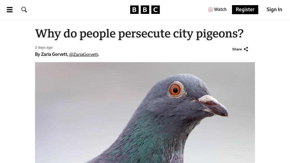 Screenshot of bbc.com: Feral pigeons and the London Pigeon String Foot and Rescue group
