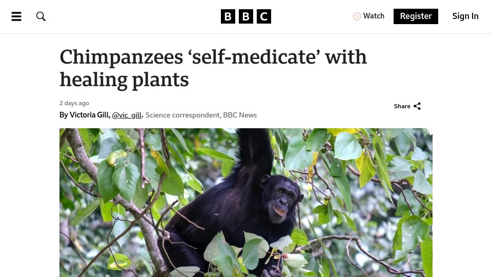 Screenshot of bbc.com: Chimpanzees 'self-medicate' with healing plants