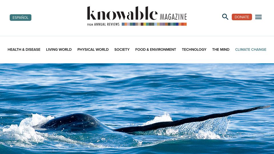 Screenshot of knowablemagazine.org: A lifetime of love for the charismatic narwhal