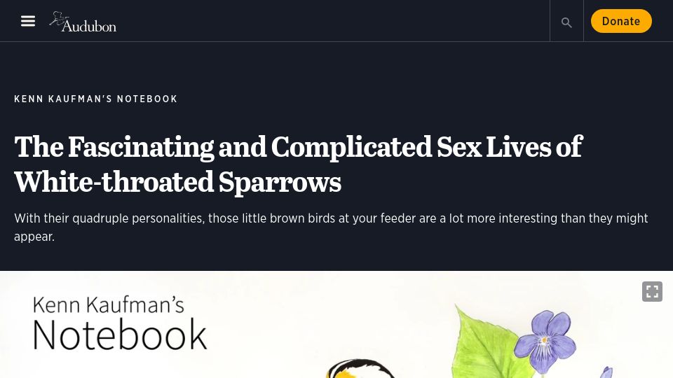 Screenshot of audubon.org: The fascinating and complicated sex lives of white-throated sparrows
