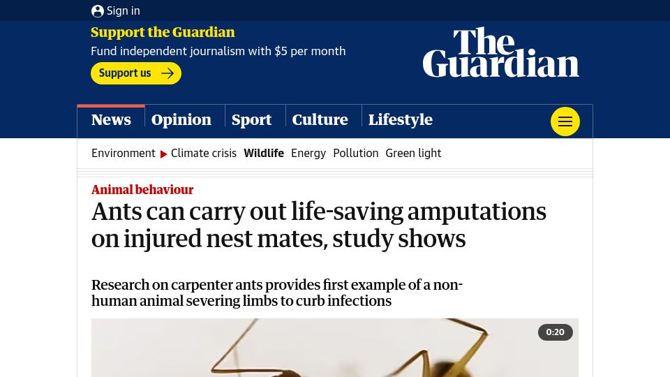 Screenshot of theguardian.com: Ants can carry out life-saving amputations on injured nest mates, study shows