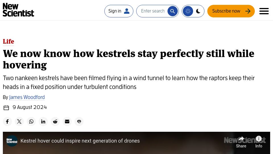 Screenshot of newscientist.com: We now know how kestrels stay perfectly still while hovering