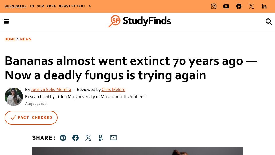 Screenshot of studyfinds.org: Bananas almost went extinct 70 years ago – Now a deadly fungus is trying again