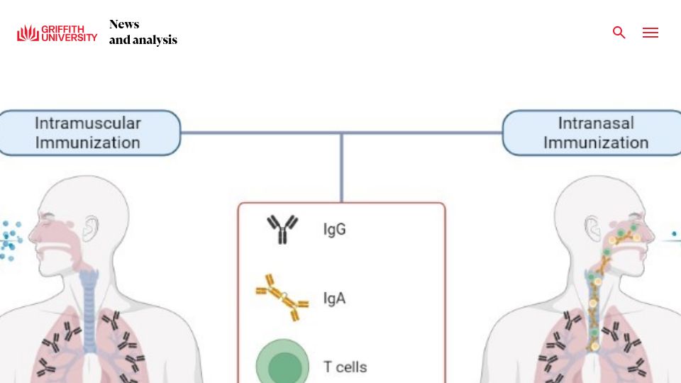 Screenshot of news.griffith.edu.au: Covid-19 Intranasal Vaccine