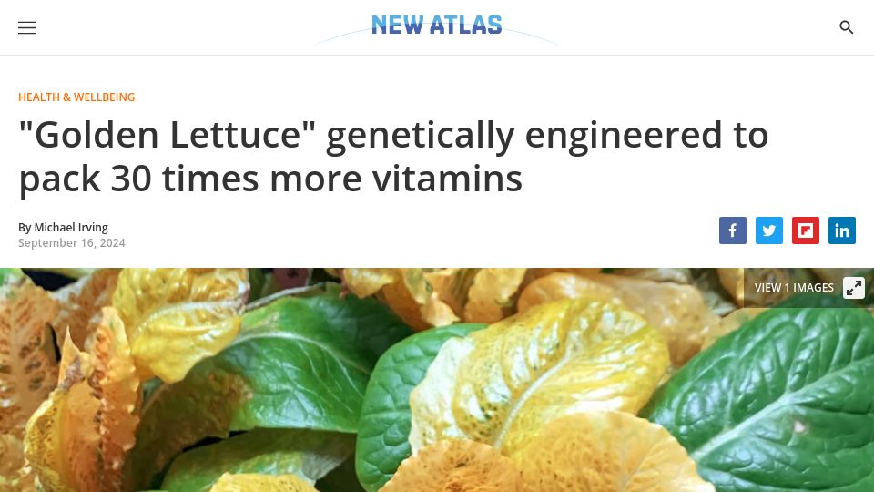 Screenshot of newatlas.com: “Golden Lettuce” is genetically engineered to have higher beta-carotene levels