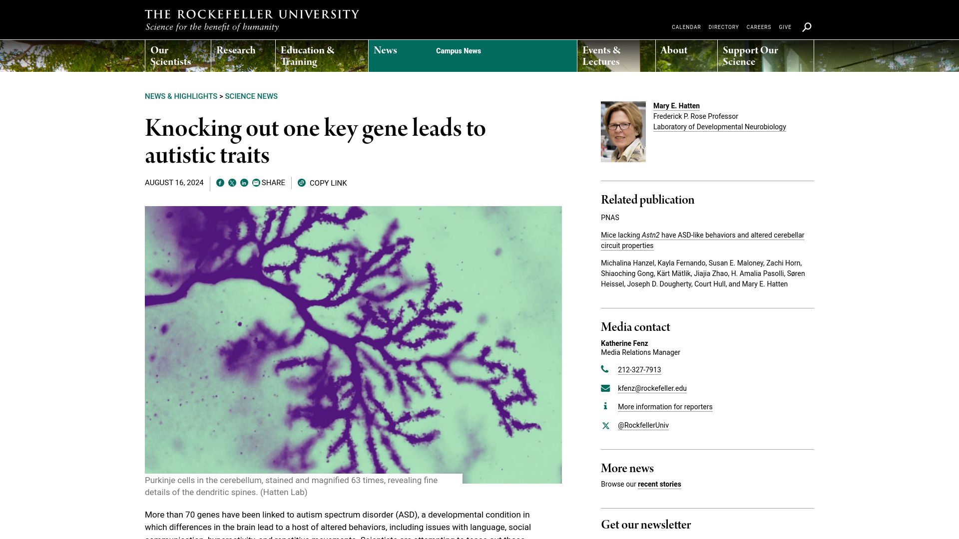 Screenshot of rockefeller.edu: Knocking out one key gene leads to autistic traits