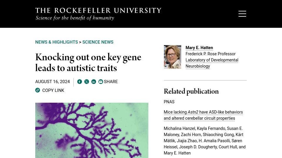 Screenshot of rockefeller.edu: Knocking out one key gene leads to autistic traits
