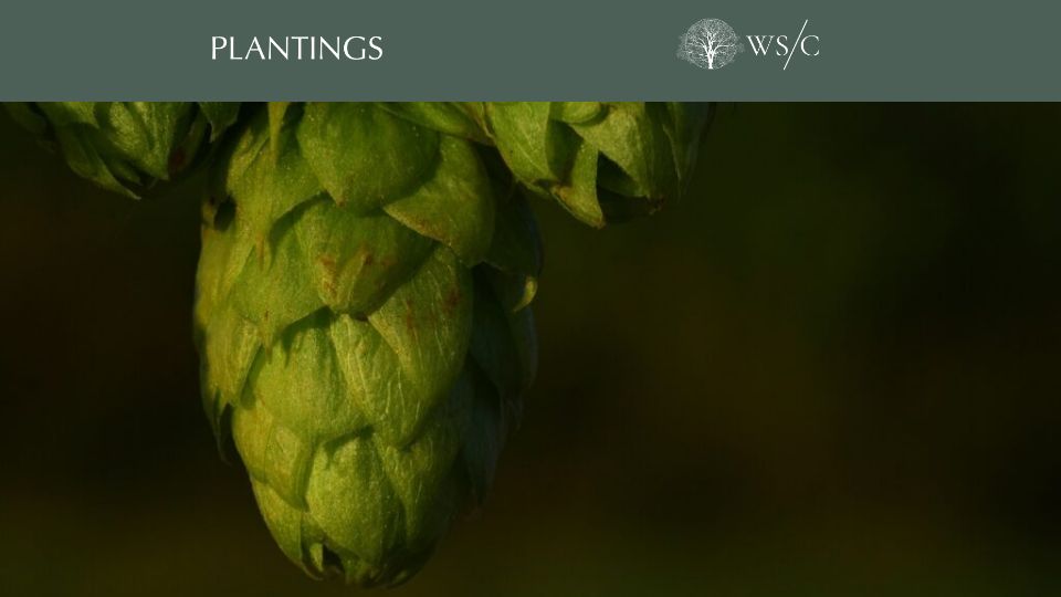 Screenshot of worldsensorium.com: Beyond the Brew: The Medicinal Power of Hops