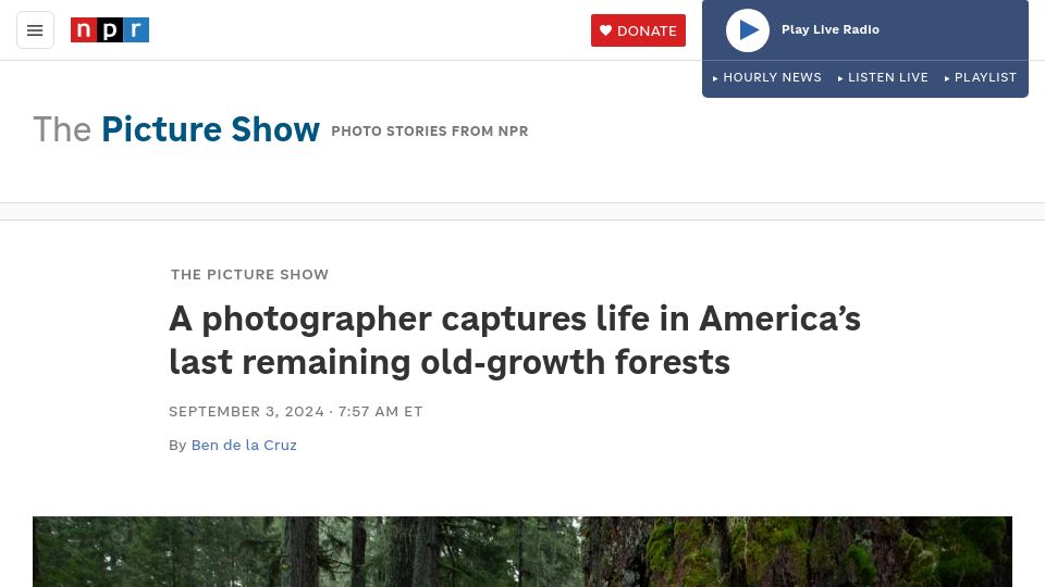 Screenshot of npr.org: A photographer captures life in America's last remaining old-growth forests