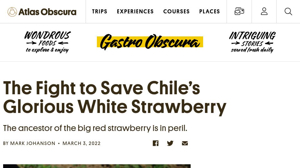 Screenshot of atlasobscura.com: The fight to save Chile's white strawberry
