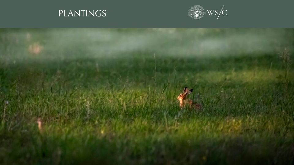Screenshot of worldsensorium.com: Rewilding the Self