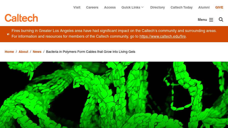Screenshot of caltech.edu: Bacteria in Polymers Form Cables That Grow into Living Gels