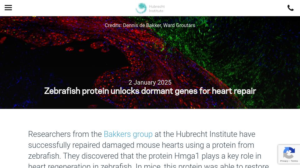 Screenshot of hubrecht.eu: Zebrafish protein unlocks dormant genes for heart repair