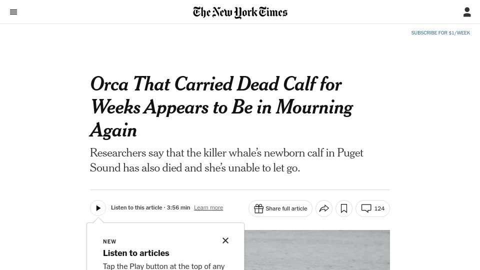 Screenshot of nytimes.com: Orca that carried dead calf for weeks appears to be in mourning again