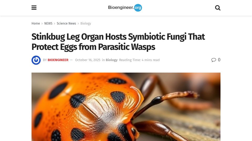 Screenshot of bioengineer.org: Stinkbug Leg Organ Hosts Symbiotic Fungi That Protect Eggs from Parasitic Wasps