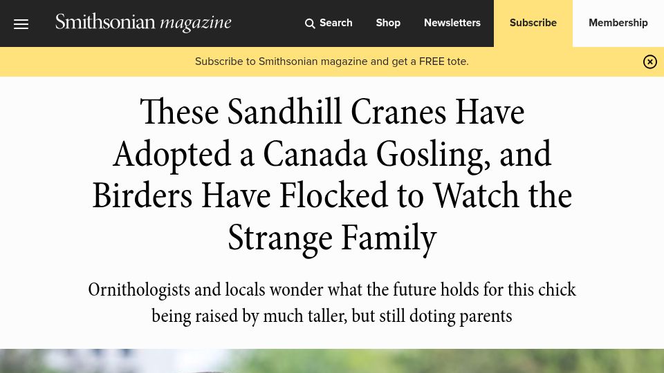 Screenshot of smithsonianmag.com: Sandhill cranes have adopted a Canada gosling