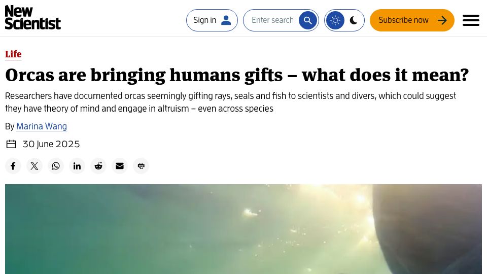 Screenshot of newscientist.com: Orcas are bringing humans gifts