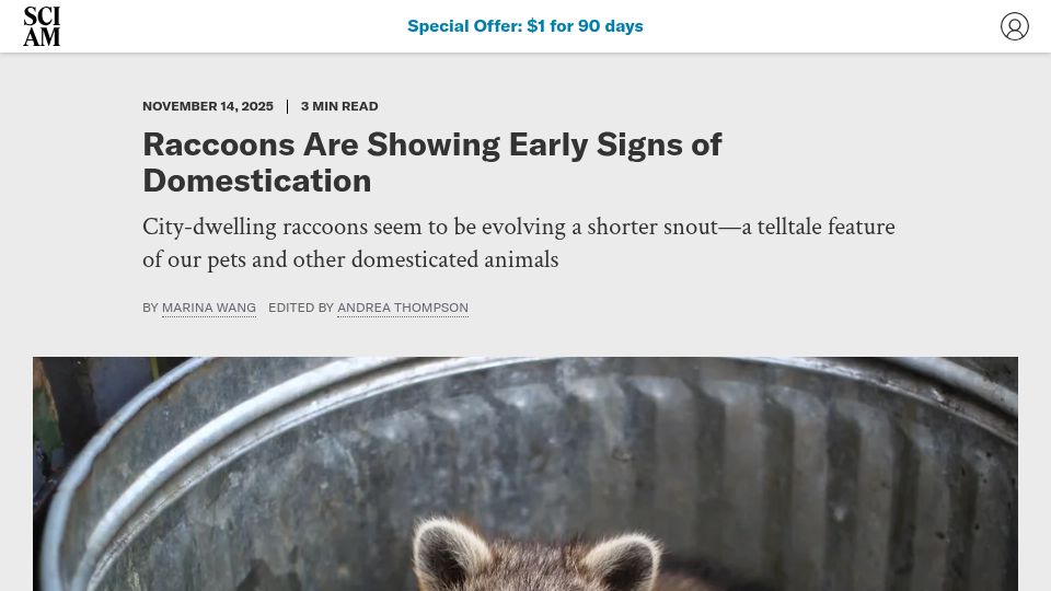 Screenshot of scientificamerican.com: Raccoons are showing early signs of domestication