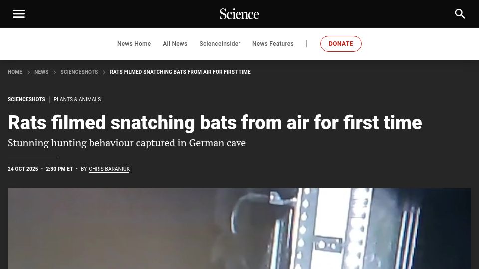 Screenshot of science.org: Rats filmed snatching bats from air