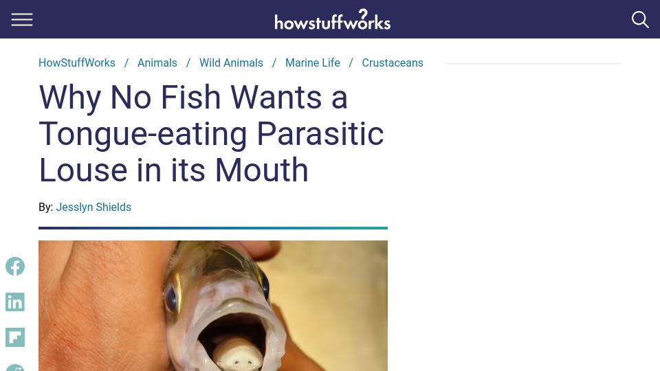 Screenshot of animals.howstuffworks.com: Why no fish wants a tongue-eating parasitic louse in its mouth