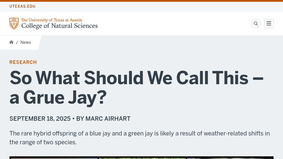 Screenshot of cns.utexas.edu: So What Should We Call This – A Grue Jay?
