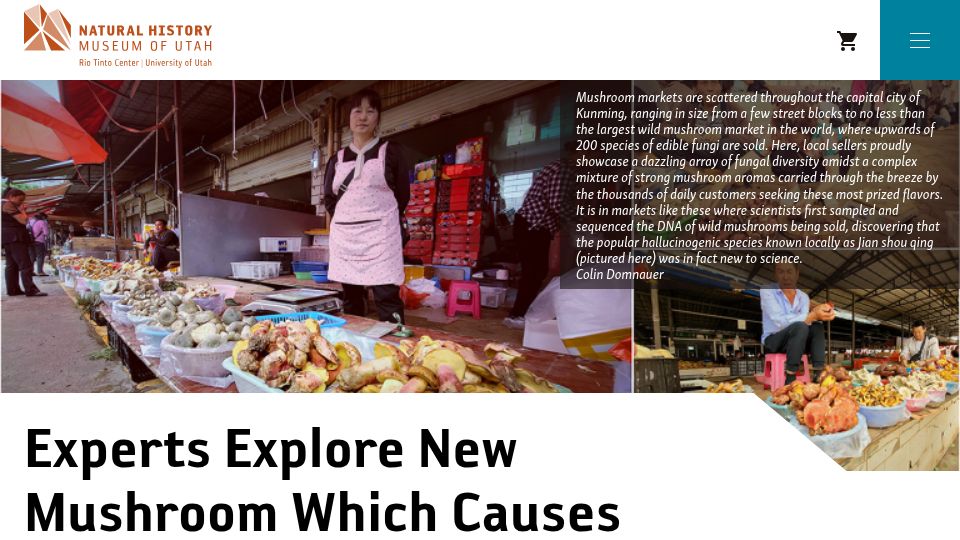 Screenshot of nhmu.utah.edu: Experts explore new mushroom which causes fairytale-like hallucinations